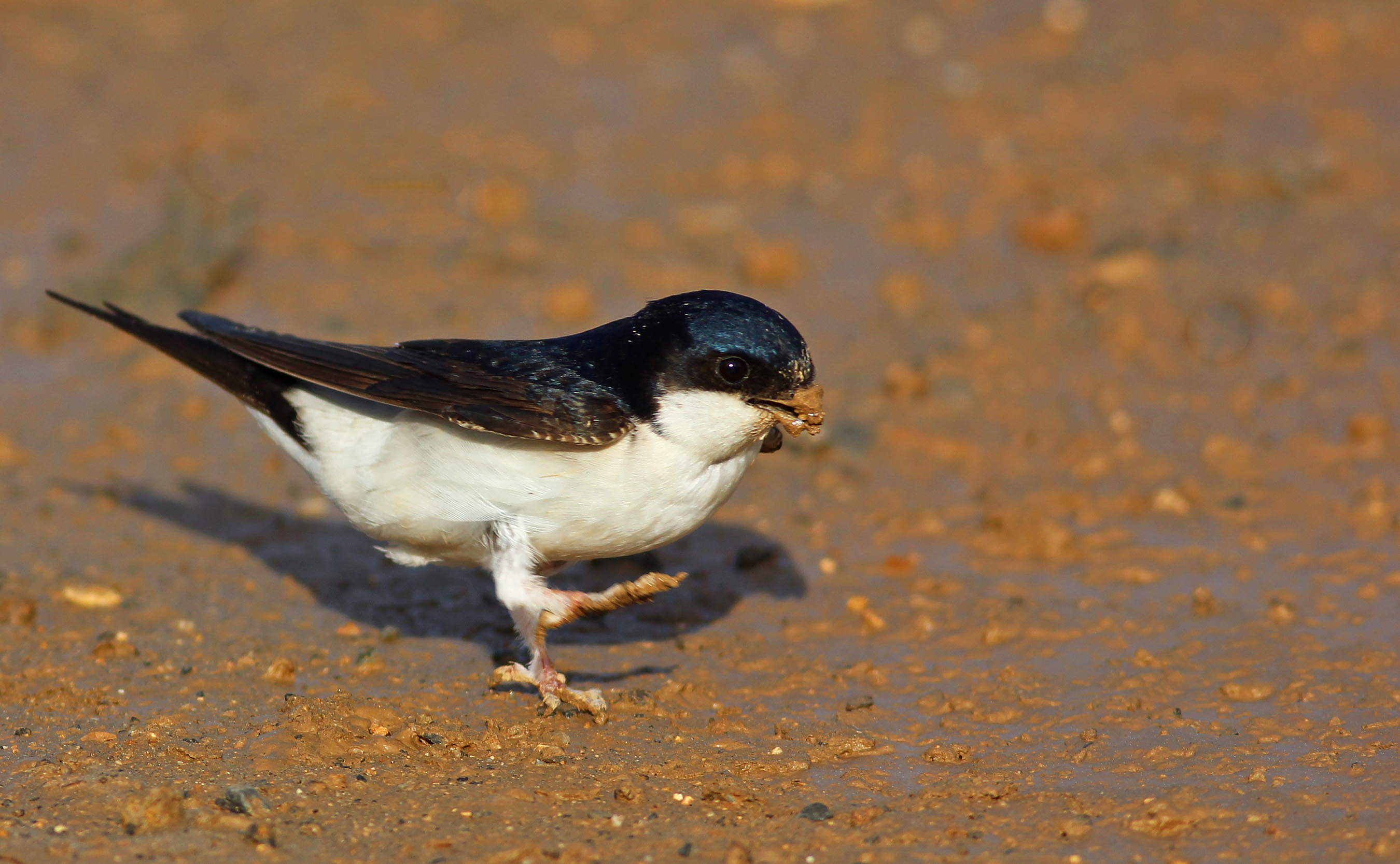 Common House-Martin — Ana fotoğraf
